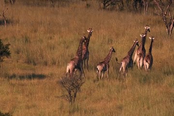 Against the Wild 2 Survive the Serengeti 2016 Dub in Hindi thumb